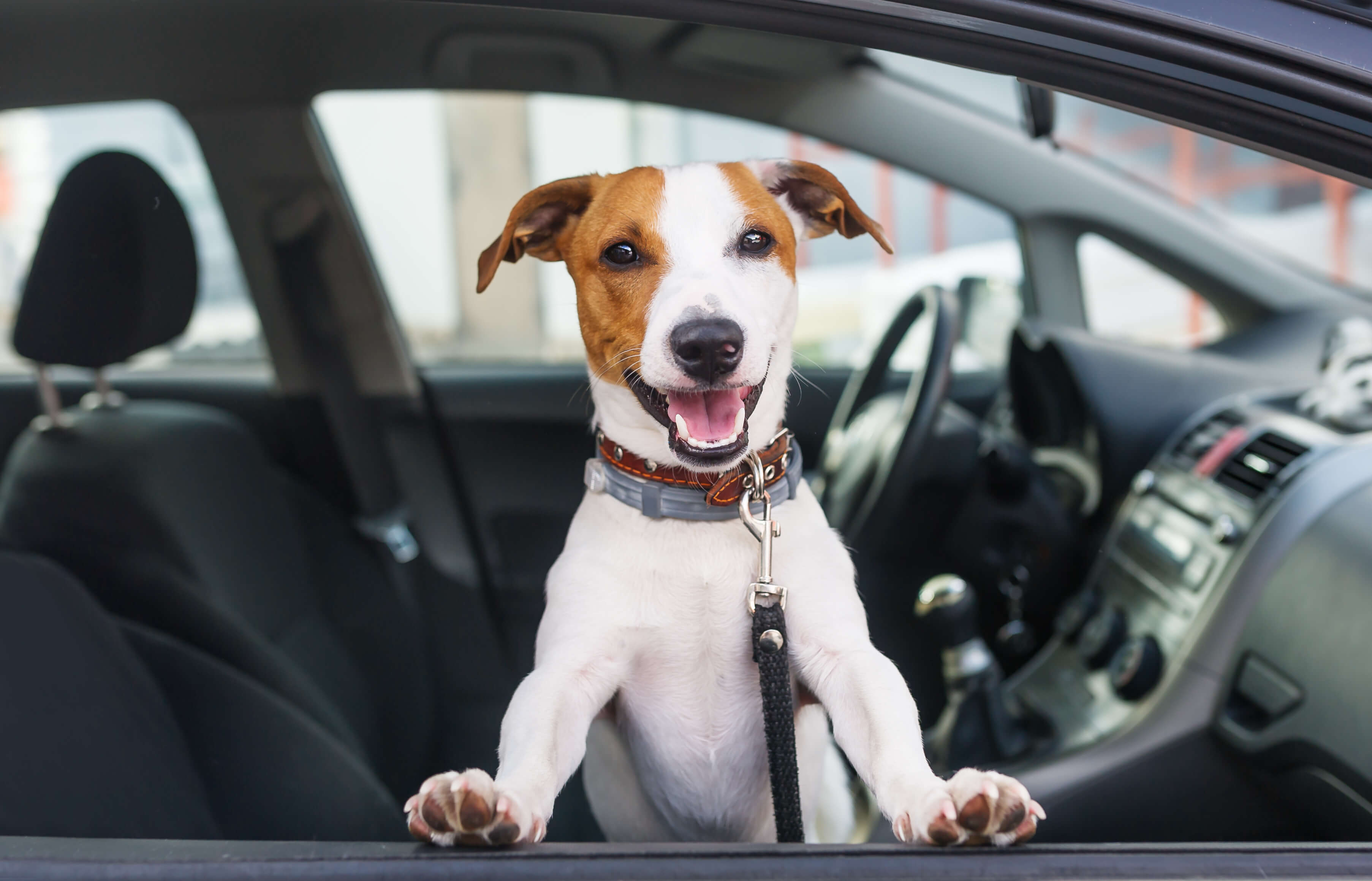 Window Tinting Crestview 8 car tinting for dogs